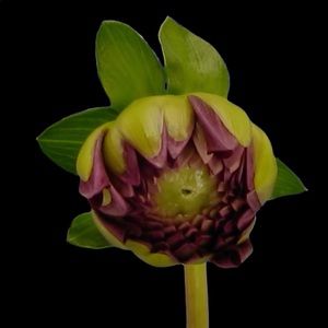 Meet your Posher, Noemy